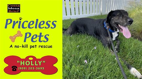 Priceless pets - Priceless Pet Rescue saves animals from various circumstances and finds them forever homes. They also offer low-cost veterinary services, education programs, and a ranch in …
